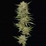 OG Kush Feminized Marijuana Strain by Humboldt Seed Company For Sale Online at Cannabis Seeds Outlet