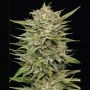 Humboldt Seed Company OG Kush Smoke Buds Weed Ganja Skunk Dope Pot Images Pics Nuggets