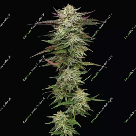 Humboldt Headband Feminized Marijuana Strain by Humboldt Seed Company For Sale Online at Cannabis Seeds Outlet