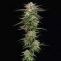 Humboldt Headband Feminized Marijuana Strain by Humboldt Seed Company For Sale Online at Cannabis Seeds Outlet