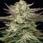 Humboldt Seed Company Humboldt Headband Smoke Buds Weed Ganja Skunk Dope Pot Images Pics Nuggets