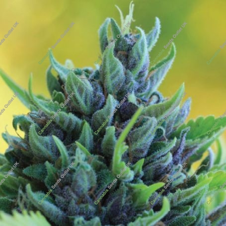 Humboldt Dream Feminized Marijuana Strain by Humboldt Seed Company For Sale Online at Cannabis Seeds Outlet