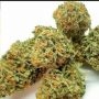 Humboldt Seed Company Humboldt Dream Smoke Buds Weed Ganja Skunk Dope Pot Images Pics Nuggets