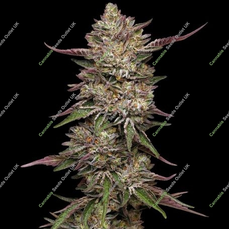 Guzzlerz Feminized Marijuana Strain by Humboldt Seed Company For Sale Online at Cannabis Seeds Outlet