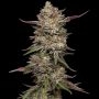 Guzzlerz Feminized Marijuana Strain by Humboldt Seed Company For Sale Online at Cannabis Seeds Outlet