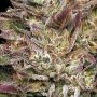 Humboldt Seed Company Guzzlerz Smoke Buds Weed Ganja Skunk Dope Pot Images Pics Nuggets