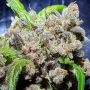 Holy Smoke Seeds Red Hot Junky Smoke Buds Weed Ganja Skunk Dope Pot Images Pics Nuggets