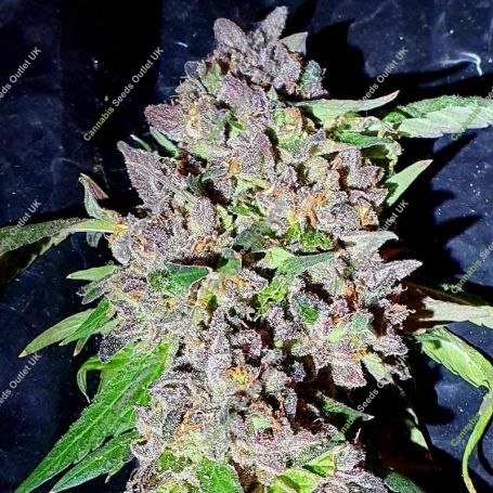 Red Hot Junky Feminized Marijuana Strain by Holy Smoke Seeds For Sale Online at Cannabis Seeds Outlet