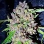 Red Hot Junky Feminized Marijuana Strain by Holy Smoke Seeds For Sale Online at Cannabis Seeds Outlet