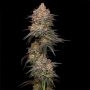 Granny Candy Feminized Marijuana Strain by Humboldt Seed Company For Sale Online at Cannabis Seeds Outlet