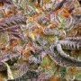 Humboldt Seed Company Granny Candy Smoke Buds Weed Ganja Skunk Dope Pot Images Pics Nuggets