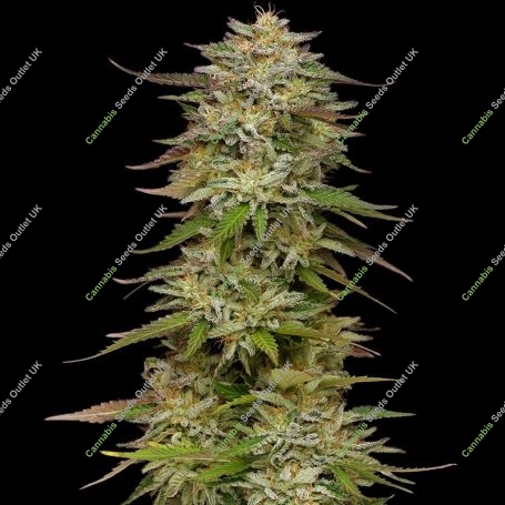 Golden Sands Feminized Marijuana Strain by Humboldt Seed Company For Sale Online at Cannabis Seeds Outlet