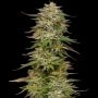 Golden Sands Feminized Marijuana Strain by Humboldt Seed Company For Sale Online at Cannabis Seeds Outlet