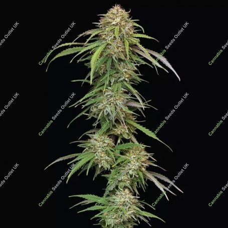 Super High Life Feminized Marijuana Strain by Humboldt Seed Company For Sale Online at Cannabis Seeds Outlet