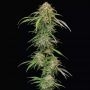 Super High Life Feminized Marijuana Strain by Humboldt Seed Company For Sale Online at Cannabis Seeds Outlet
