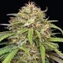 Humboldt Seed Company Super High Life Smoke Buds Weed Ganja Skunk Dope Pot Images Pics Nuggets