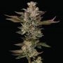 Donutz Feminized Marijuana Strain by Humboldt Seed Company For Sale Online at Cannabis Seeds Outlet