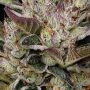 Humboldt Seed Company Donutz Smoke Buds Weed Ganja Skunk Dope Pot Images Pics Nuggets