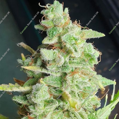 Yoda Junky Feminized Marijuana Strain by Holy Smoke Seeds For Sale Online at Cannabis Seeds Outlet