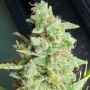 Yoda Junky Feminized Marijuana Strain by Holy Smoke Seeds For Sale Online at Cannabis Seeds Outlet