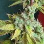 Holy Smoke Seeds Yoda Junky Smoke Buds Weed Ganja Skunk Dope Pot Images Pics Nuggets