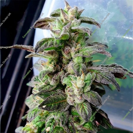 Dark Coffee Feminized Marijuana Strain by Holy Smoke Seeds For Sale Online at Cannabis Seeds Outlet