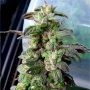 Dark Coffee Feminized Marijuana Strain by Holy Smoke Seeds For Sale Online at Cannabis Seeds Outlet