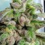 Holy Smoke Seeds Dark Coffee Smoke Buds Weed Ganja Skunk Dope Pot Images Pics Nuggets