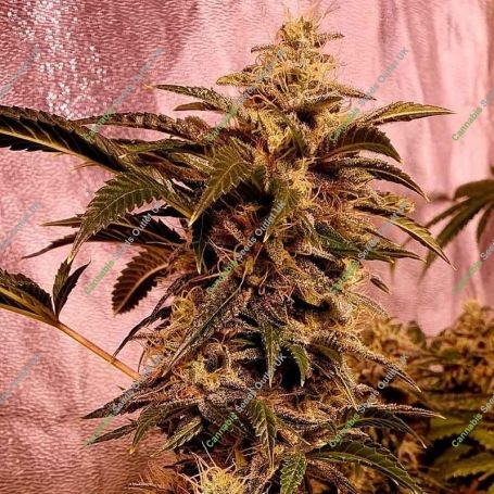 I I Gucci Feminized Marijuana Strain by Holy Smoke Seeds For Sale Online at Cannabis Seeds Outlet