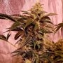 I I Gucci Feminized Marijuana Strain by Holy Smoke Seeds For Sale Online at Cannabis Seeds Outlet