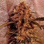 Holy Smoke Seeds I I Gucci Smoke Buds Weed Ganja Skunk Dope Pot Images Pics Nuggets