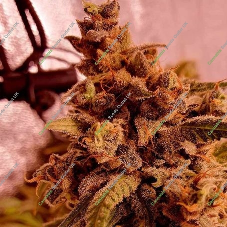 Gold Teeth Feminized Marijuana Strain by Holy Smoke Seeds For Sale Online at Cannabis Seeds Outlet