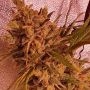 Holy Smoke Seeds Gold Teeth Smoke Buds Weed Ganja Skunk Dope Pot Images Pics Nuggets