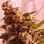 Gold Teeth Feminized by Holy Smoke Seeds THC Content Potency Strength CBD Height Yield Flowering Time Indica Sativa Genetics