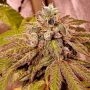 Gold Barz Feminized Marijuana Strain by Holy Smoke Seeds For Sale Online at Cannabis Seeds Outlet