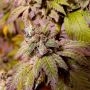 Holy Smoke Seeds Gold Barz Smoke Buds Weed Ganja Skunk Dope Pot Images Pics Nuggets