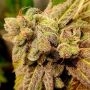 Gold Barz Feminized by Holy Smoke Seeds THC Content Potency Strength CBD Height Yield Flowering Time Indica Sativa Genetics