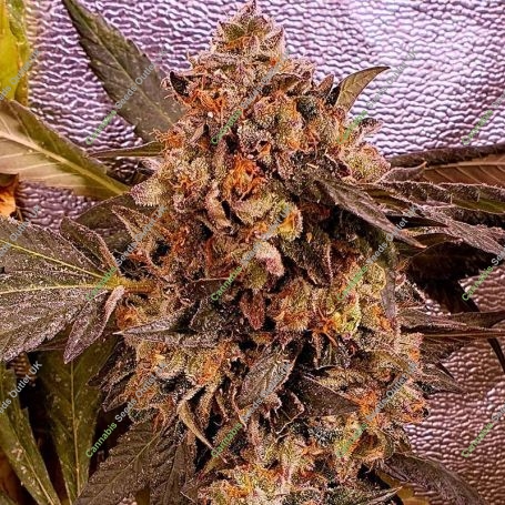 DnB Feminized Marijuana Strain by Holy Smoke Seeds For Sale Online at Cannabis Seeds Outlet