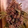 Holy Smoke Seeds DnB Smoke Buds Weed Ganja Skunk Dope Pot Images Pics Nuggets