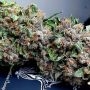 DnB Feminized by Holy Smoke Seeds THC Content Potency Strength CBD Height Yield Flowering Time Indica Sativa Genetics
