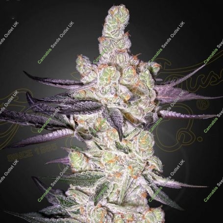 Razuberi Feminized Marijuana Strain by Greenhouse Seeds For Sale Online at Cannabis Seeds Outlet