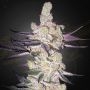 Razuberi Feminized Marijuana Strain by Greenhouse Seeds For Sale Online at Cannabis Seeds Outlet