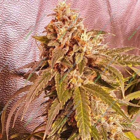 Banana Double Mac Feminized Marijuana Strain by Holy Smoke Seeds For Sale Online at Cannabis Seeds Outlet