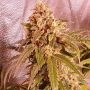 Banana Double Mac Feminized Marijuana Strain by Holy Smoke Seeds For Sale Online at Cannabis Seeds Outlet