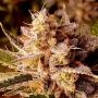 Holy Smoke Seeds Banana Double Mac Smoke Buds Weed Ganja Skunk Dope Pot Images Pics Nuggets