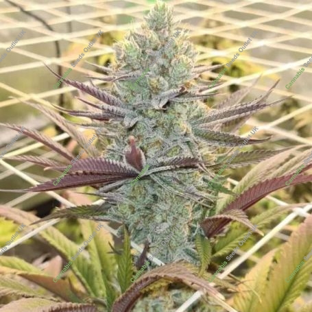 Platinum Mimosa Cookie Auto Marijuana Strain by Growers Choice For Sale Online at Cannabis Seeds Outlet