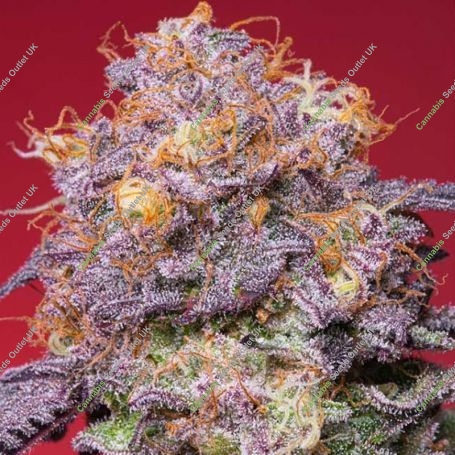 Zerberry Feminized Marijuana Strain by Grounded Genetics For Sale Online at Cannabis Seeds Outlet