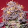 Zerberry Feminized Marijuana Strain by Grounded Genetics For Sale Online at Cannabis Seeds Outlet