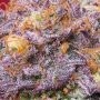 Grounded Genetics Zerberry Smoke Buds Weed Ganja Skunk Dope Pot Images Pics Nuggets