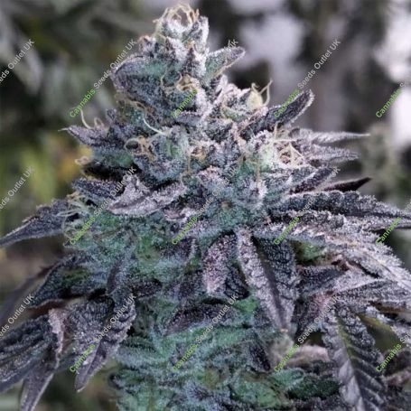 Guava Jelly Regular Marijuana Strain by Grounded Genetics For Sale Online at Cannabis Seeds Outlet